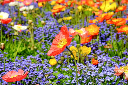 red and yellow poppies and purple flower field