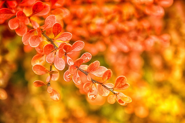 orange leaves selective-focus photo
