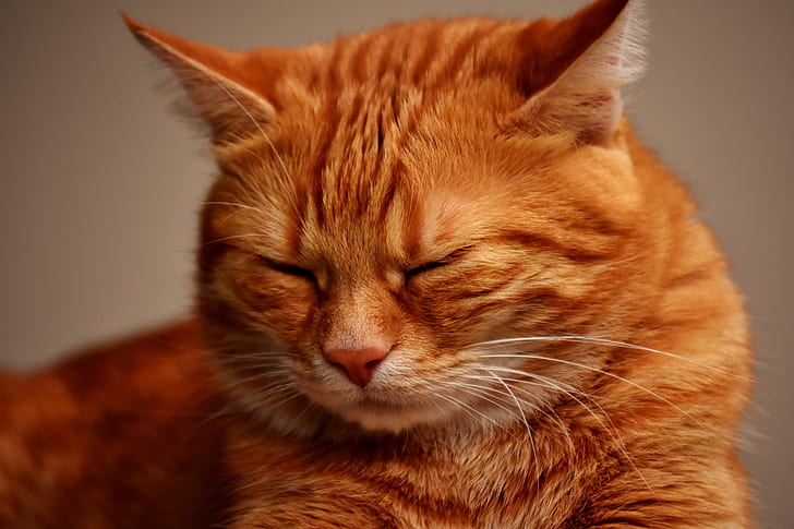 Royalty-Free photo: Closeup photo of orange tabby cat | PickPik