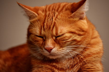 Royalty Free Photo Macro Shot Of Orange Tabby Cat PickPik