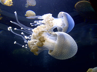 photo of white jellyfish