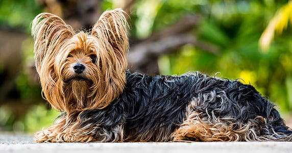 Black and Brown Yorkshire Terrier Sitting
