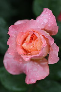 selective focus photography of pink rose flower with water dew