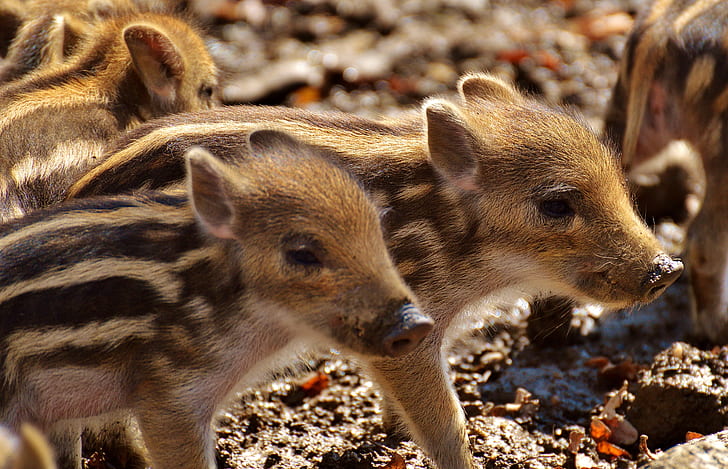 brown and black piglets