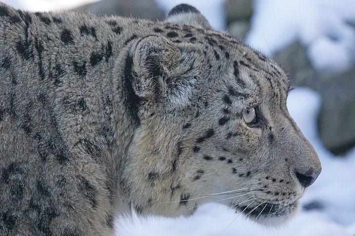 gray and black snow leopard