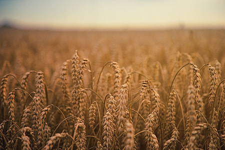 close-up photography of wheat field