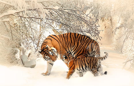 orange tiger and cub standing near bare tree covered with snow