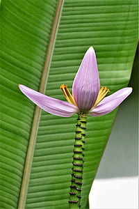closeup photo of purple banana flower