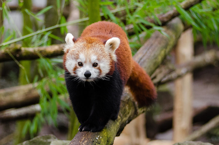 Royalty-Free photo: Red panda | PickPik