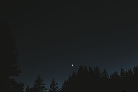 silhouette of trees under moon