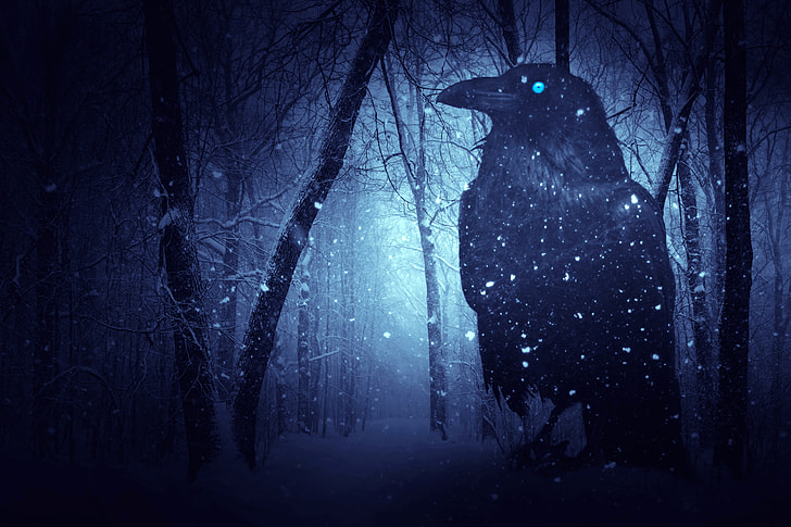 photo of black crow surrounded by snow