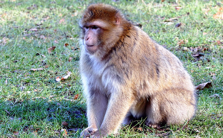 Brown Monkey on Green Grass during Daytime