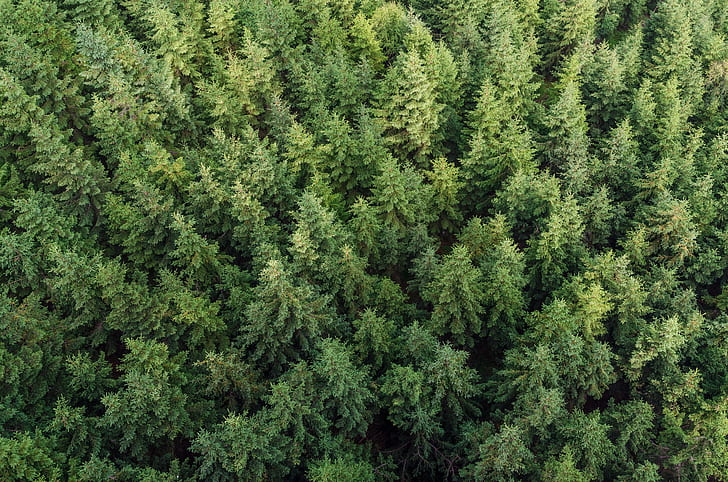 high-angle view of pine trees