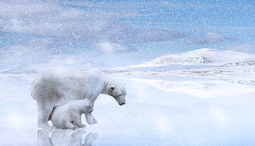 polar bear and cub in snowfield