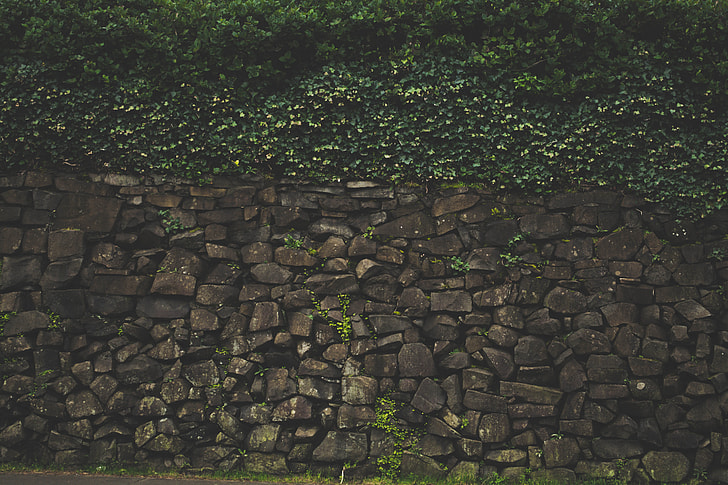 stone wall with vine plants