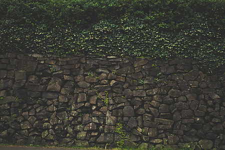stone wall with vine plants