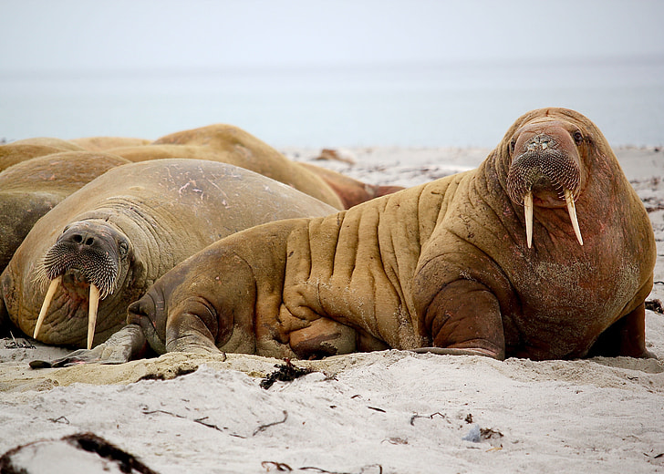 photography of Walrus on seashore
