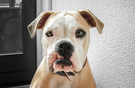 adult brown and white Boxer dog