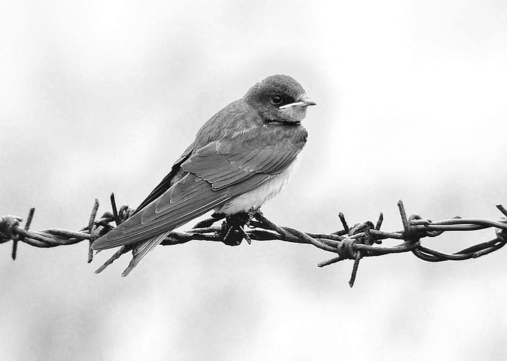 grayscale photography of swallow perched on barbwire