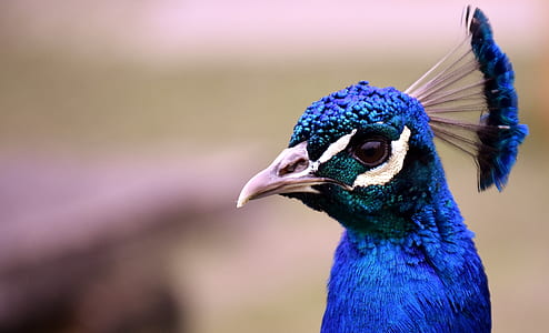 macro photography of blue peacock
