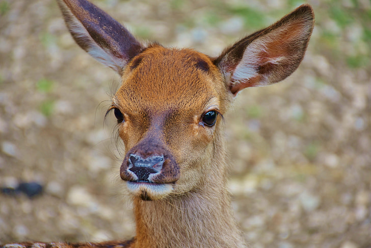 photo of Roe deer