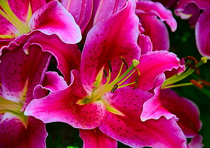 close-up photography of pink stargazer lilies in bloom