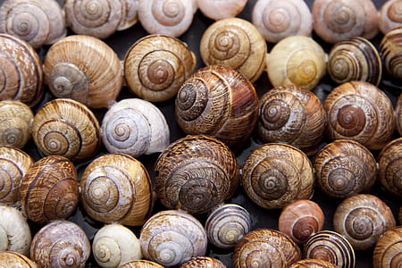 brown sea shell lot