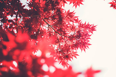 red tree