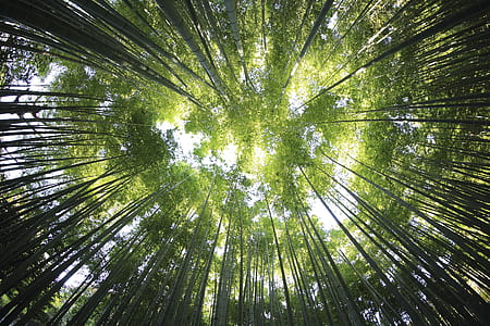 worm's eye view of green bamboo trees