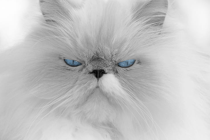 grayscale photo of Persian cat