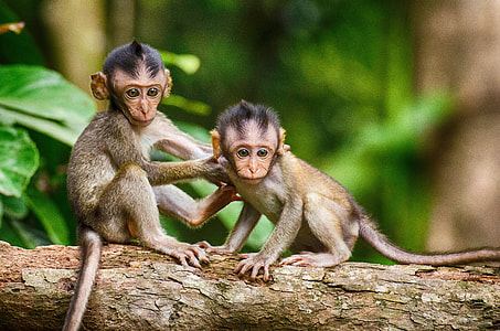 two brown monkeys sitting on tree