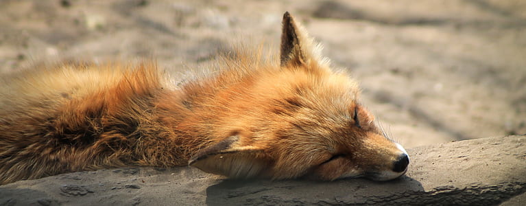 photography of fox lying dowm
