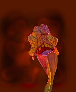 Yellow and Red Flower Bud