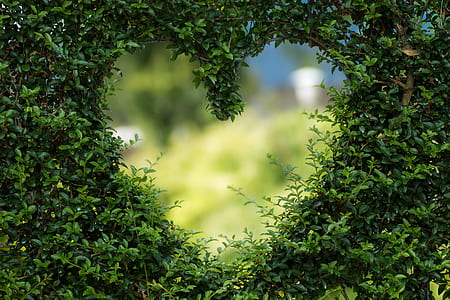 heart-shaped green leaves plant
