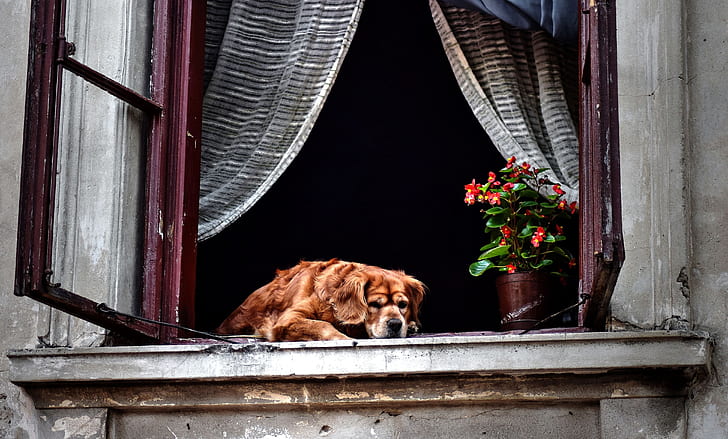 dog lying on window