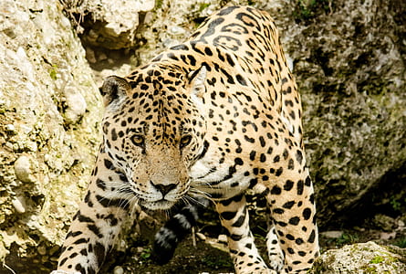 close-up photography of leopard during daytime