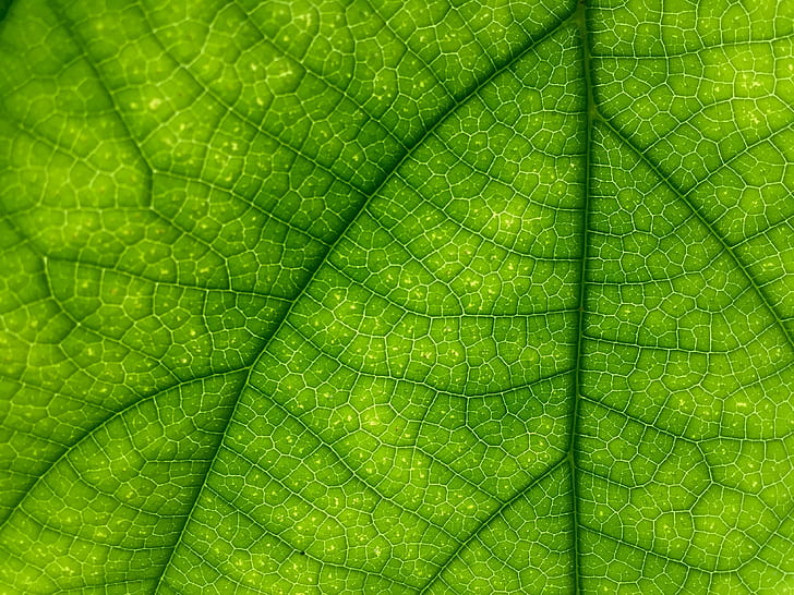 macro photography of leaf