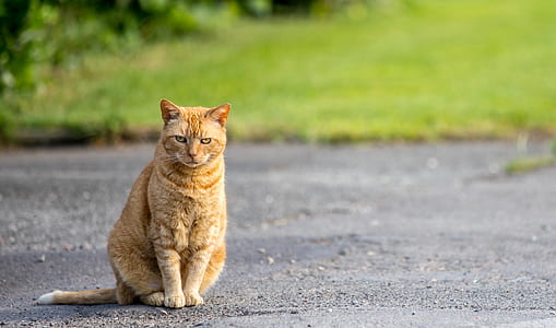 focused photo of orange cat