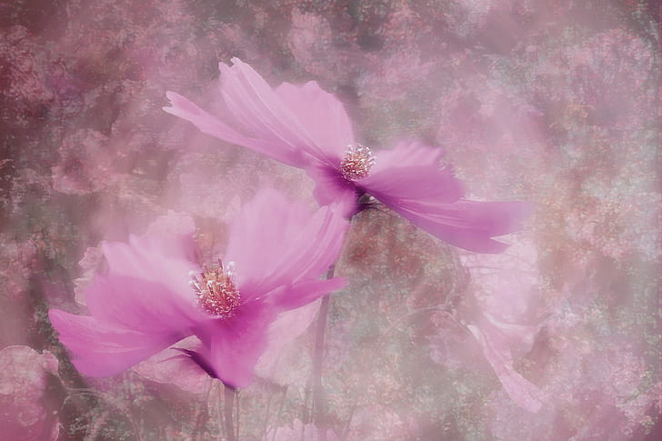 two pink cosmos flowers painting