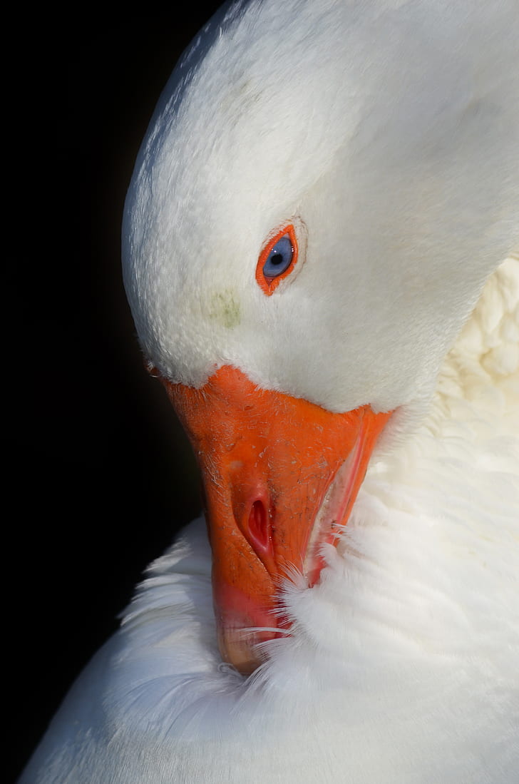 macro photography of white pecking duck
