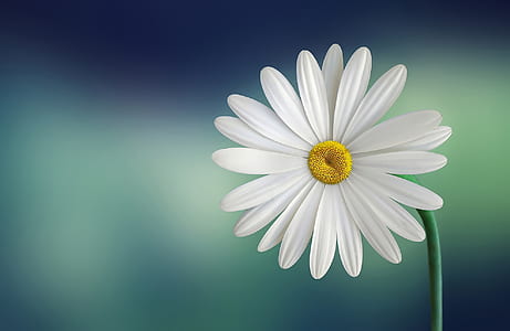 white daisy macro photography