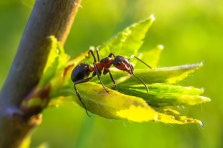 black and red ant