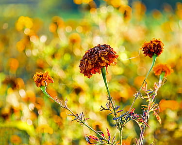 yellow flowers tilt shift lens photography