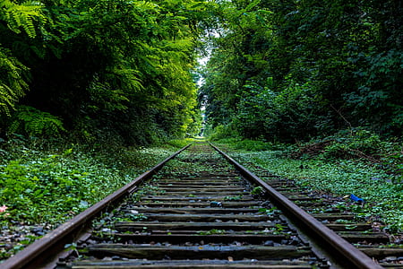 brown train rail near trees