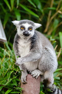 Gray and White Lemur