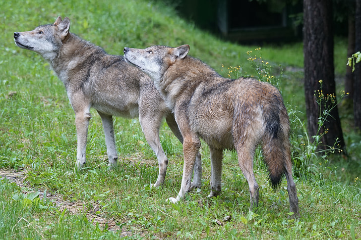 two brown wolves standing on green grass during daytime