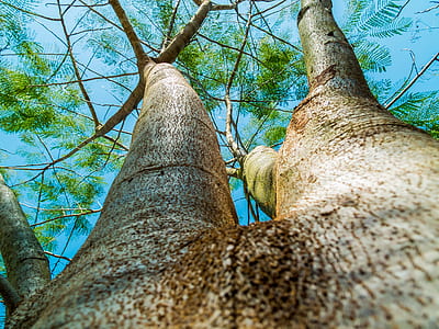 low-angle photography of green trees