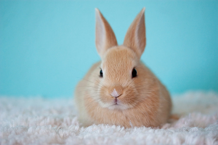brown rabbit on white rug