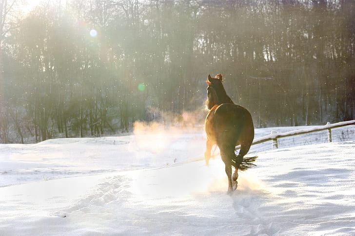 brown horse running on snowy ground