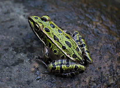 Green and Black Frog Photography